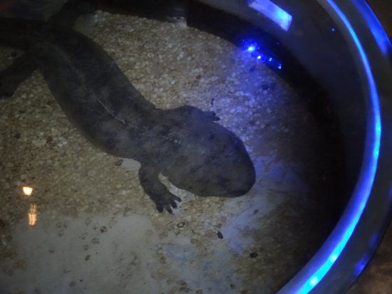 Giant Salamander Museum